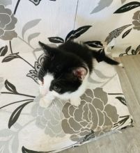 Japanese Bobtail kittens available