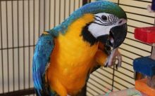 Male and Female Blue and Gold Macaw Parrots for adoption .(604) 265-8412