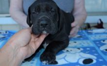 Quality of Male and Female Great Dane puppies. .(604) 265-8412