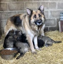 Registered German Shepherd puppies available for adoption