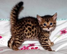 TICA Registered Bengal Kittens Available (604) 265-8412