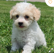 Toy Poodle puppies for rehoming