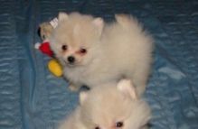Two beautiful Pomeranian Puppies..(604) 265-8412
