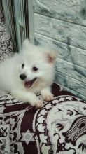 Two Stunning Pomeranian Puppies for Adoption(604) 265-8412