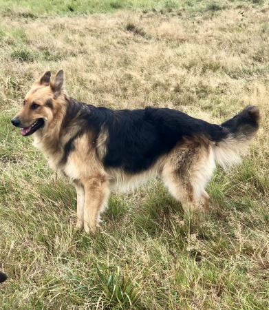 adorable Bengal kitten for adoption Image eClassifieds4u