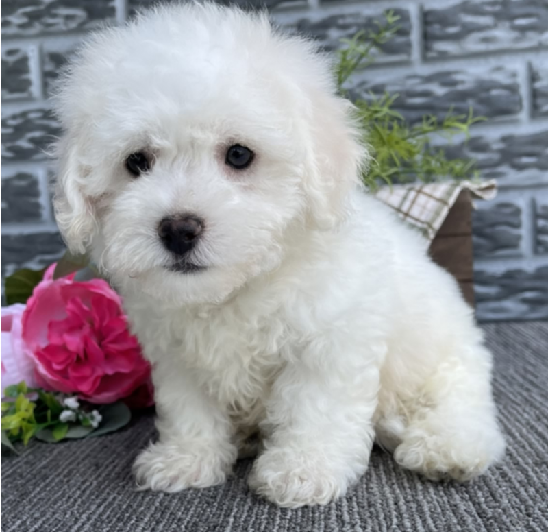 Bichon Frise puppies available Image eClassifieds4u