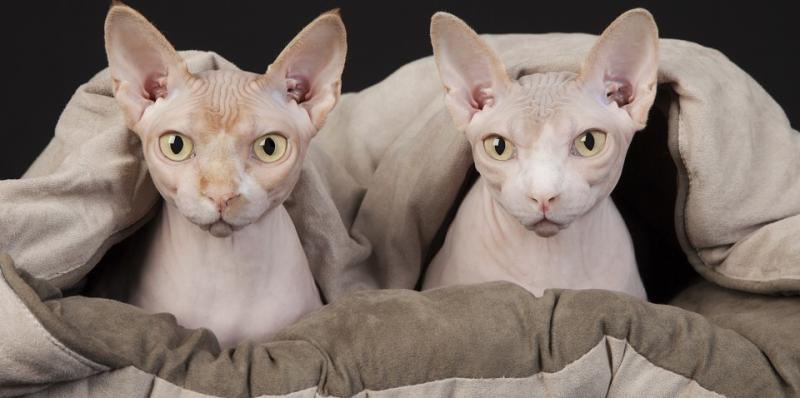 Hairless Sphynx Kittens for Adoption (604) 265-8412 Image eClassifieds4u