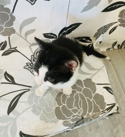 Japanese Bobtail kittens available Image eClassifieds4u