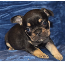 French bulldog puppies available Image eClassifieds4u 1