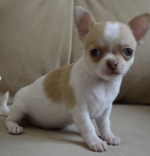 chihuahua puppies available Image eClassifieds4u 3