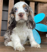 Papillon puppies now available Image eClassifieds4u 3