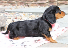 Dachshund puppies available Image eClassifieds4u 2
