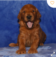 Purbred Pug puppies available Image eClassifieds4u 3