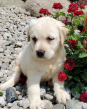 Labrador puppies available Image eClassifieds4u 3