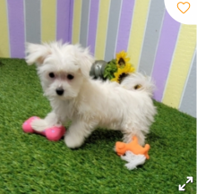 Maltese puppies available Image eClassifieds4u 2