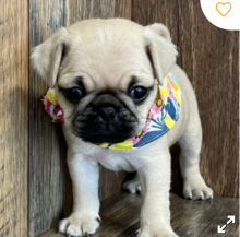 Pug puppies available Image eClassifieds4u 4