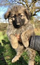 Registered German Shepherd puppies available for adoption Image eClassifieds4u 3