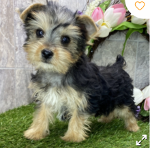 Teacup Yorkie puppies available Image eClassifieds4u 3