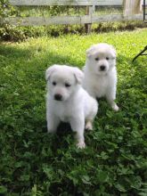 white german shepherd puppy (604) 265-8412 Image eClassifieds4U