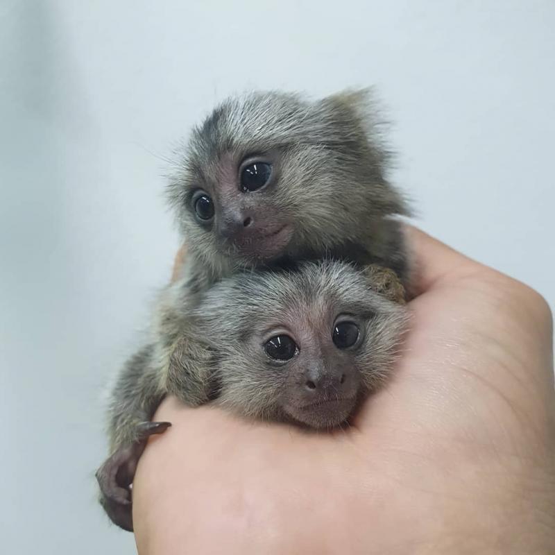 Marmoset Monkeys (604) 265-8412 Image eClassifieds4u