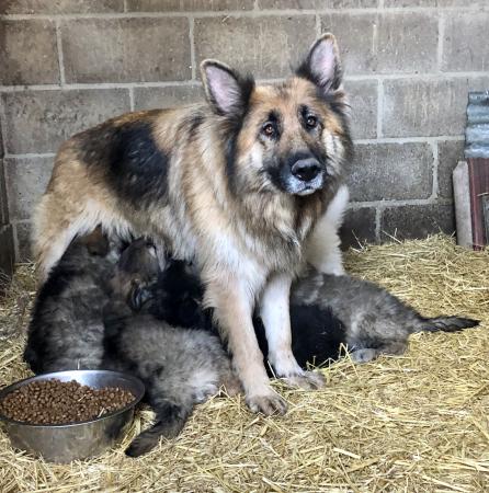 Registered German Shepherd puppies available for adoption Image eClassifieds4u