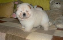 Affectionate Chow Chow Puppies for rehoming