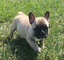 Charming and Beautiful, outstanding French Bulldog puppies. They have all received their vaccines.