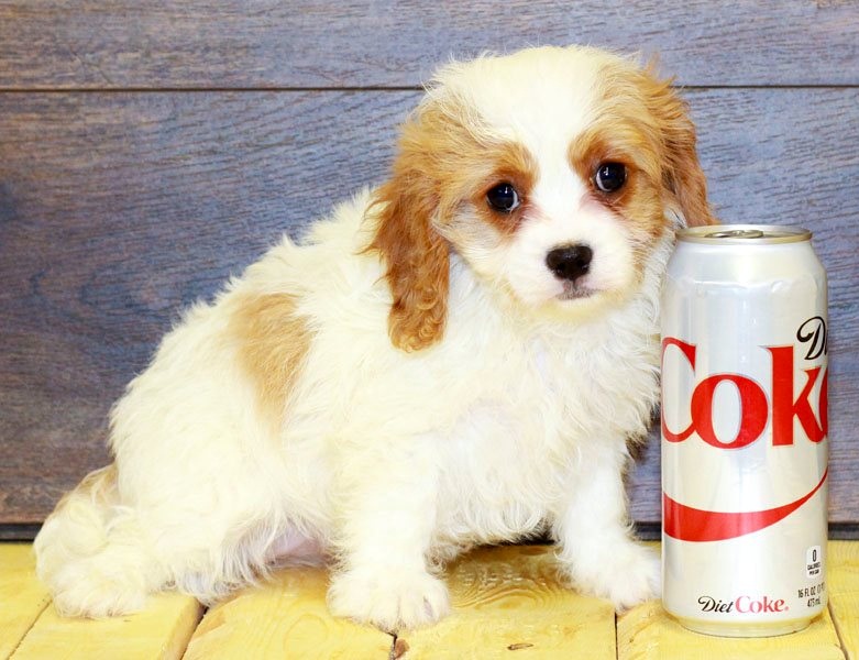 These marvelous male and female Cavalier King Charles puppies Image eClassifieds4u