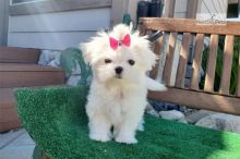 Adorable outstanding Maltese puppies