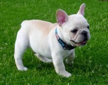 French Bulldog Puppies for Adoption(604) 265-8412