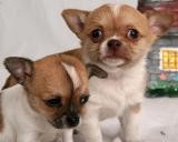 Good Looking chihuahua Puppies For Adoption