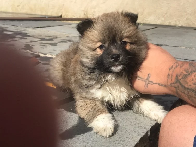 Best of Pomsky puppies available for Pomsky puppy lovers Image eClassifieds4u