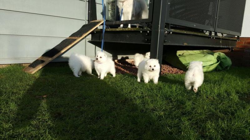 Japanese Spitz puppies for great homes Image eClassifieds4u