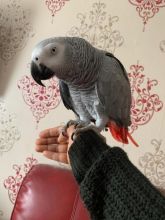 Healthy African Grey Parrots for adoption .(604) 265-8412 Image eClassifieds4u 2