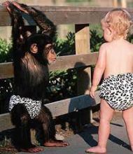 trained chimpanzee monkeys to go home for adoption.(604) 265-8412 Image eClassifieds4U