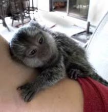 Very Cute and Pretty baby marmoset monkeys, Image eClassifieds4u 1