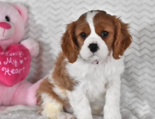 Romantic Cavalier King Charles Puppies. Image eClassifieds4u