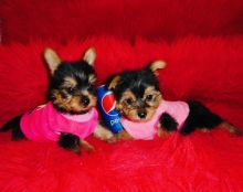 Adorable Potty Trained Teacup Yorkie Puppies For Adoption.just text or call (604) 265-8412