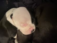 American xl bully pit bull sale