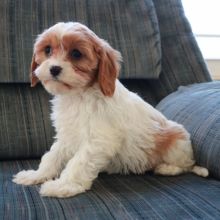 Beautiful Cavachon puppies