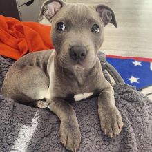 Blue nose American pit bull puppies Ready For A New Home