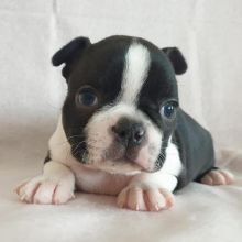 Boston Terrier puppies for good re homing to interested homes.