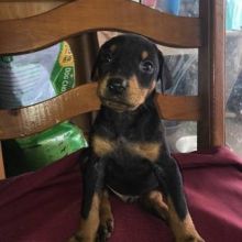 Doberman Pinscher Puppies Available For Good Homes