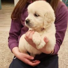 Golden Retriever puppies, cKC registered, males and females