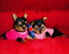 Gorgeous Yorkie Puppies