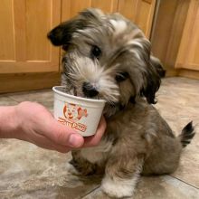 Havanese puppies available in good health condition for new homes