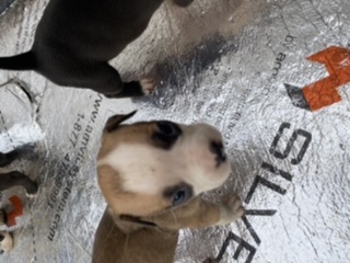 American xl bully pit bull sale Image eClassifieds4u