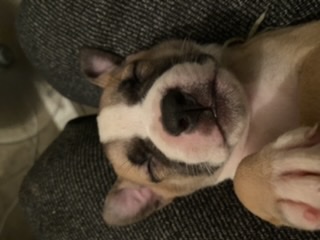 American xl bully pit bull sale Image eClassifieds4u