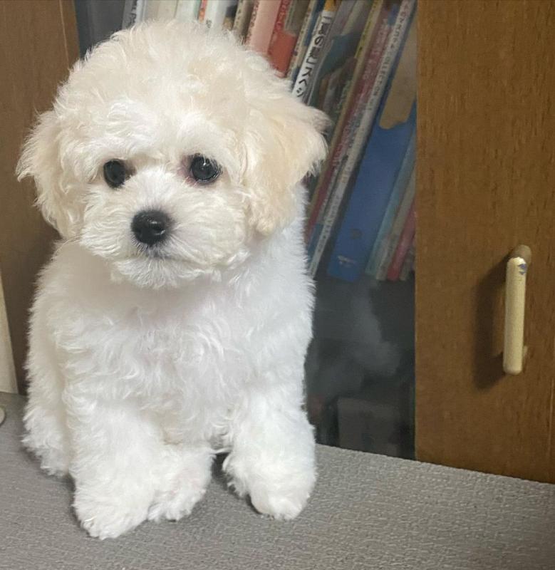 Bichon Frise puppies for good re homing to interested homes. Image eClassifieds4u