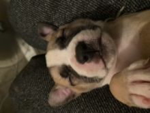 American xl bully pit bull sale Image eClassifieds4u 3